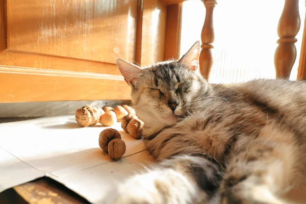 Vue Rapprochée Chat Reposant Sur Fenêtre Côté Des Noix — Photo