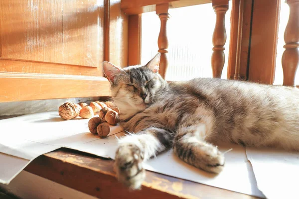 Chat Gris Couché Détendu Sur Une Fenêtre Bois Côté Des — Photo