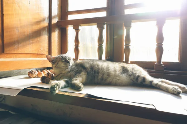 Chat Reposant Maison Réchauffé Par Lumière Soleil Filtrant Par Fenêtre — Photo