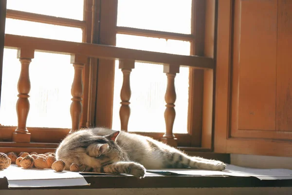 Gato Cinzento Dormindo Tomando Banho Sol Pela Janela Madeira Casa — Fotografia de Stock
