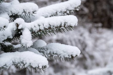 Kışın kar yağdıktan sonra bir Noel ağacının karla kaplı dallarına yakın çekim.