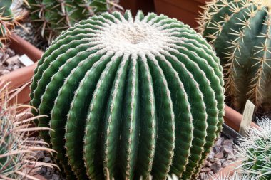 Botanik bahçesinde Büyük Echinocactus Gruson (Latin Echinocactus grusonii). Yakın plan..