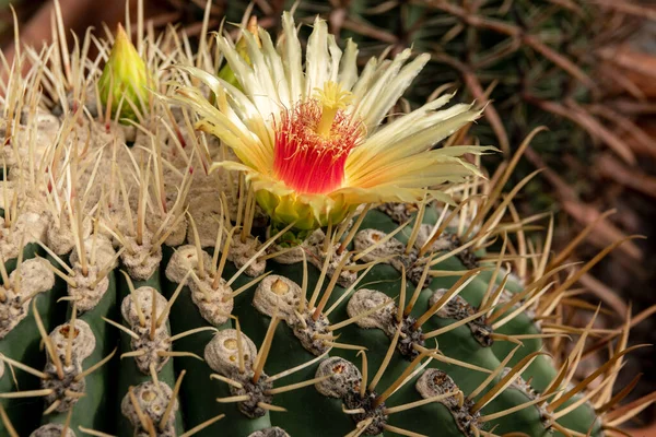 Güzel bir Echinocactus çiçeğinin yakın çekimi - kırmızı erkekli sarı. Bitki bahçesinde çiçek açan Echinocactus Gruson (Latin Echinocactus grusonii).