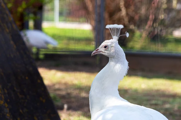 Portrait Beau Paon Blanc Zoo Par Une Journée Ensoleillée Été — Photo