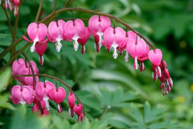 Blooming bush Dicenters beautiful or Heart flowers beautiful (Latin Dicntra formsa) as a background to Valentines Day.