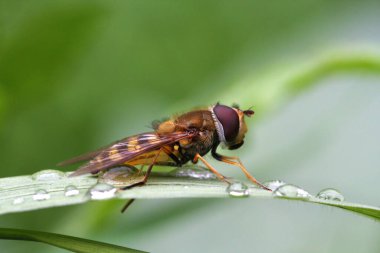 Fly Hoverfly çiy damlalarıyla kaplı bir tarvin üzerinde oturur. Yakın plan. Seçici odak.