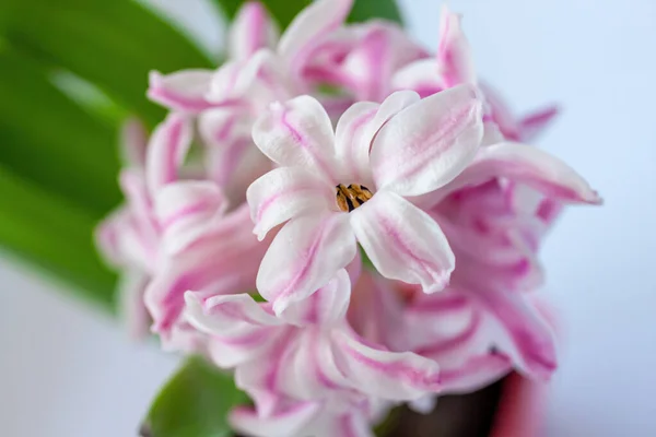 Açık Arkaplanda Pembe Beyaz Sümbüllerden Oluşan Bir Çiçeğin Yakın Çekimi — Stok fotoğraf