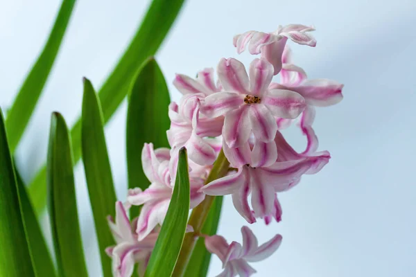 Randig Vit Och Rosa Hyacint Ljus Bakgrund Vacker Väldoftande Vårblomma — Stockfoto