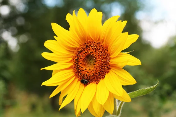 Schöne Gelb Blühende Sonnenblume Auf Einem Hintergrund Von Sommergrün Helle — Stockfoto