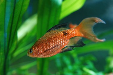 Yeşil alglerin arka planında parlak kırmızı bir akvaryum balığının yakın çekimi. Seçici odak.                              