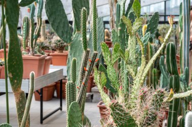 Botanik bahçesinde çeşitli kaktüslerin koleksiyonu. Opuntia ve diğer kaktüsler saksıda.