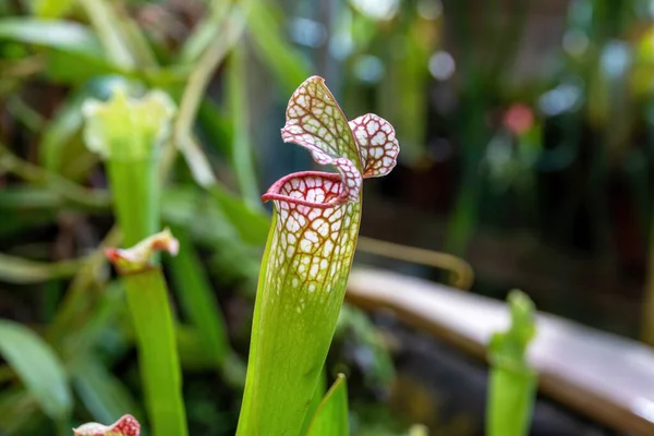 Close Uma Flor Sarracenia Sarracenia Latina Uma Planta Insetívora Carnívora — Fotografia de Stock