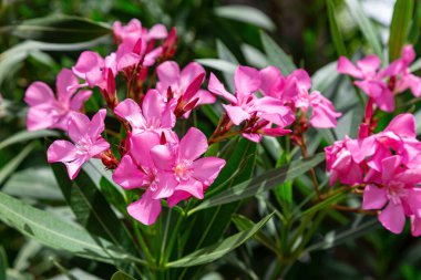 Güzel, pembe bir zakkum, yemyeşil yemyeşil bir zemin üzerine kurulmuş. Yakın çekim, seçici odaklanma