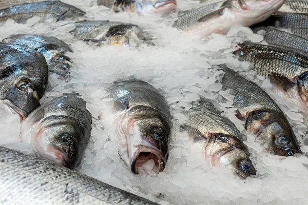 Close-up of fresh chilled fish in ice crumbs on the counter in a fish store.