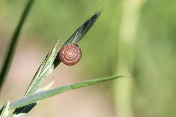 夏日阳光明媚的时候 绿色的草叶上有一只小的圆形蜗牛 背景模糊 特写镜头 — 图库照片