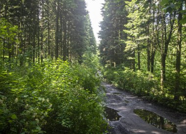 Orman ağaçlarının arasındaki patika, doğa yeşil odun