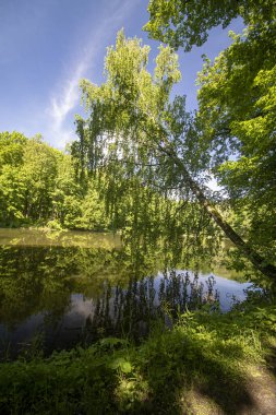Huzur, park, gölet ağacı ormanın arka planında eğimli bir huş ağacı ve suda yansıması olan mavi gökyüzü.