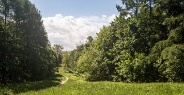 Barış, bir park, mavi gökyüzü ve ormanın arka planına uzanan bir patika..