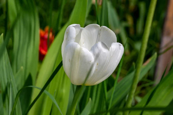Arkadaki yeşil sayfadaki lalenin beyaz çiçeği