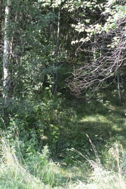 Orta Rusya 'da yaz manzarası Orman güzel manzara