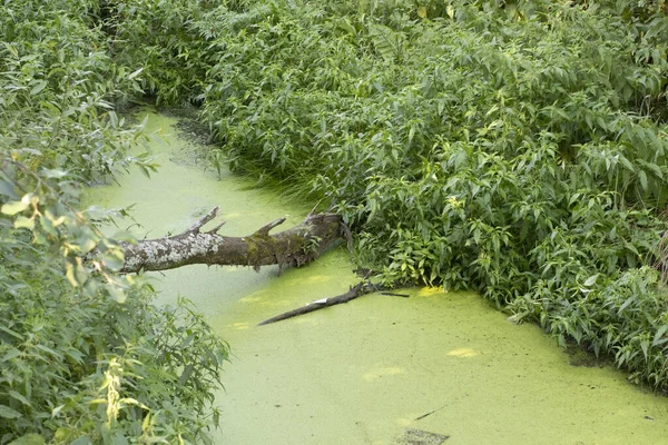 Orta Rusya 'nın yazında nehrin kıyısındaki banliyölerde. Sel basmış ağaç ve güzel manzara 2