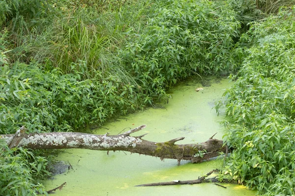 Orta Rusya 'nın yazında nehrin kıyısındaki banliyölerde. Sel basmış ağaç ve güzel manzara 3
