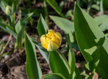 Parktaki yeşil çimlerin arka planında bir tutam leylak. Yüksek kalite fotoğraf 2.