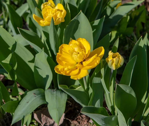 Parktaki yeşil çimlerin arka planında bir tutam leylak. Yüksek kalite fotoğraf 2.