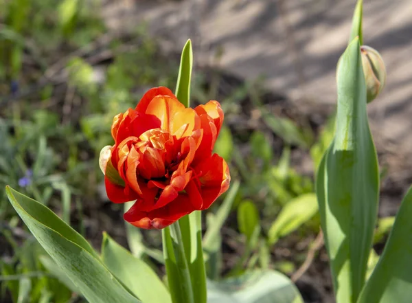 Parktaki yeşil çimlerin arka planında bir tutam leylak. Yüksek kalite fotoğraf 2.