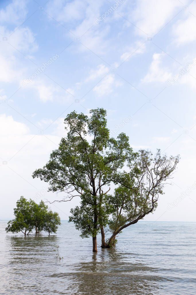 Tree on the sea water Mangrove tree spread alone on the lake