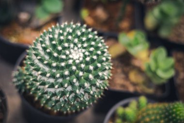 Vücudunda bir sürü beyaz flora olan top kaktüsü tepeye biraz spiral gibi görünür.
