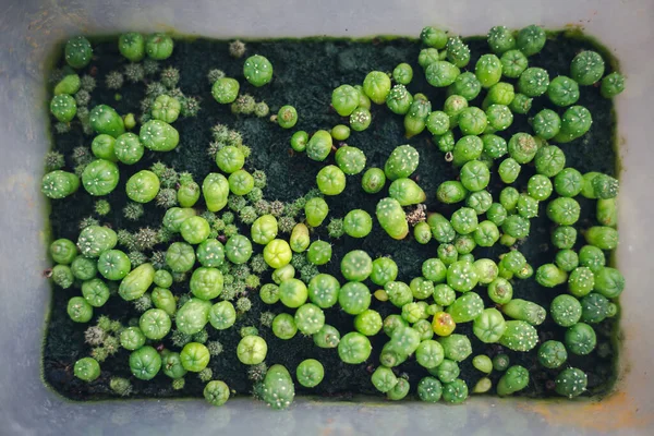 Pequeno Cacto Crescer Partir Sementes Mesma Caixa Plástico Com Musgo — Fotografia de Stock