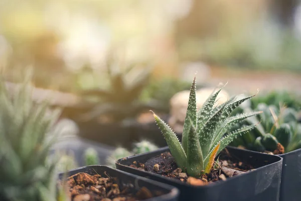 stock image Aloe vera in pot with another type of interior plant in background. Have sunshine in morning