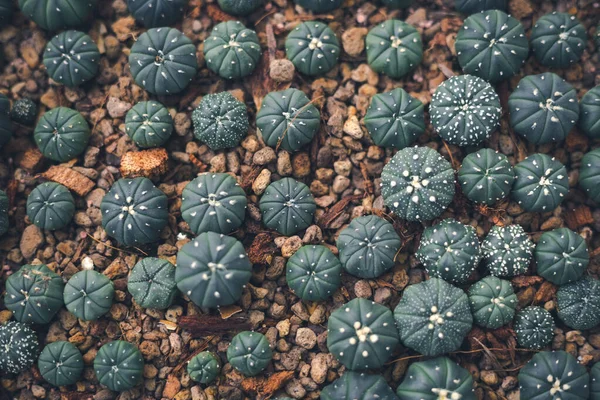 Muchos Pequeños Cactus Que Crecen Suelo Piedra Tono Suave Oscuro —  Fotos de Stock