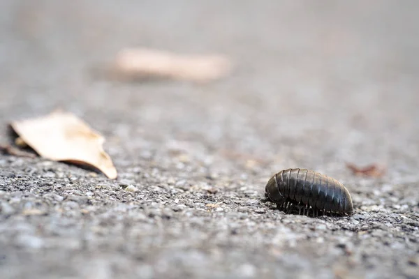 Kort Millipede Hålla Sig Rörelse För Sitt Äventyr — Stockfoto