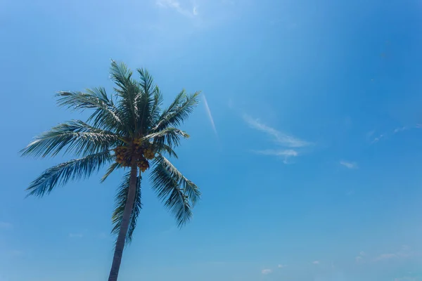 Kokosowe Drzewo Niebieskim Niebem Mniej Chmury Tle Światłem Więcej Kontrastu — Zdjęcie stockowe
