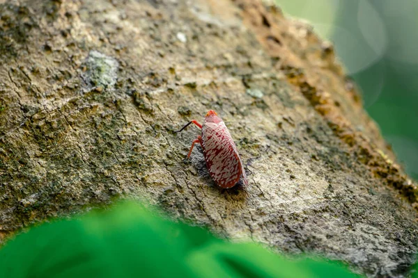 Κόκκινο Bug Όμορφο Μοτίβο Στο Φτερό Μείνετε Στο Ξύλο — Φωτογραφία Αρχείου