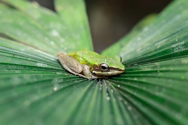 Close Groene Boomkikker Blijf Rustig Het Grote Blad Van Palmboom — Stockfoto