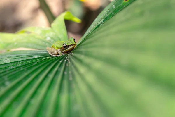 Green Tree Βάτραχος Μείνετε Ήρεμοι Στο Μεγάλο Φύλλο Του Φοίνικα — Φωτογραφία Αρχείου