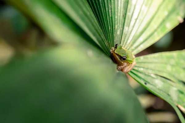 Green Tree Βάτραχος Μείνετε Ήρεμοι Στο Μεγάλο Φύλλο Του Φοίνικα — Φωτογραφία Αρχείου