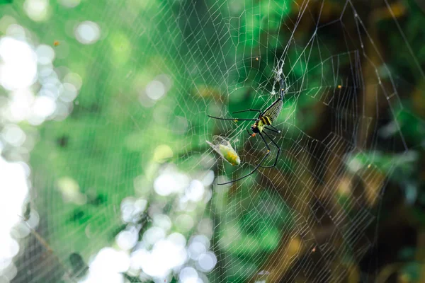 Web Αράχνη Έρχονται Φάνε Τρόφιμά Του Που Κόλλησε Στο Διαδίκτυο — Φωτογραφία Αρχείου