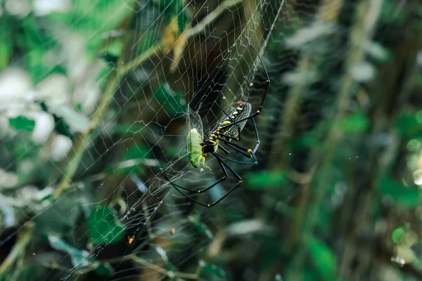 거미집 거미는 그물에 먹이를 먹는다 — 스톡 사진