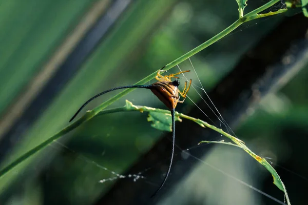 Πορτοκαλί Κυρτή Ακανθώδη Αράχνη Πιάσει Ανάποδα Υποκατάστημα Κάποια Web — Φωτογραφία Αρχείου