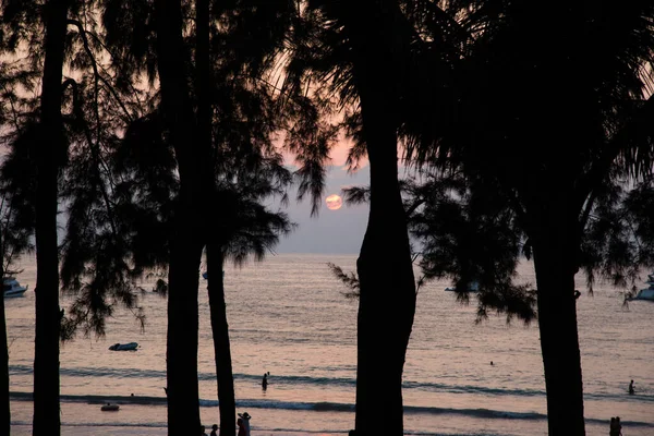 Coucher Soleil Entre Les Grands Arbres Sur Plage — Photo