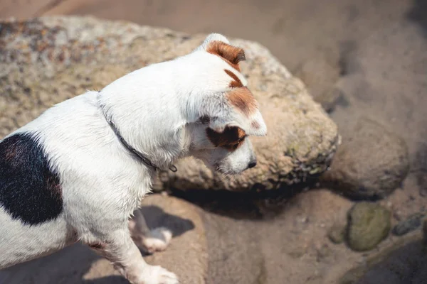 Jack Russell Terrier dog talk a walk in the puddle of the sea to looking for some small fish in there