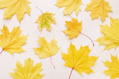 Güzel sonbahar akçaağaç arka plan bırakır. Doğa Sonbahar sezon