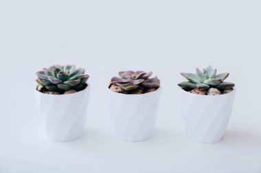 Beyaz arka planda beyaz tencerelerde üç küçük sulu şey. İskandinav tarzı iç dekorasyon