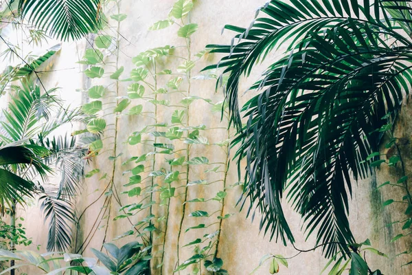 Cam evde palmiye yaprakları ve lianalar. Bitkileri, palmiyeleri, sarmaşıkları olan tropikal bir sera manzarası