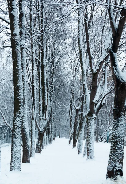 Vinter vandringsled i parken under snö — Stockfoto