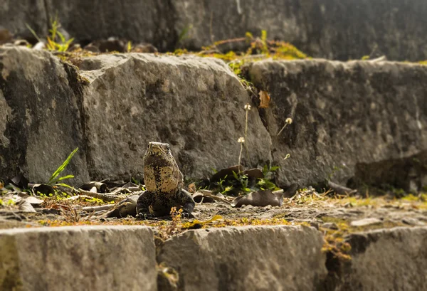İguana güneş kendini sıcak taş